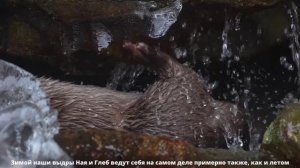 🦦 Выдра Ная и выдра Глеб!