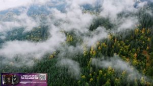 Старый клен