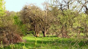 Май. Распогодилось...