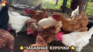 Забавные курочки несушки на сельском подворье 🤗😂😜 (70)