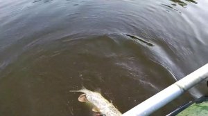 речные монстры 💪