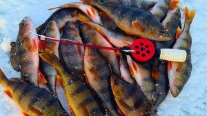 Нашел окуневое эльдорадо на малой реке! Зимняя рыбалка на окуня! Окунь на блесну!