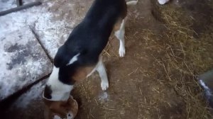 Эстонская гончая