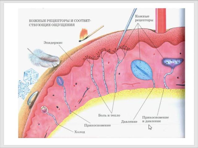Осязательный, вкусовой и обонятельный анализаторы