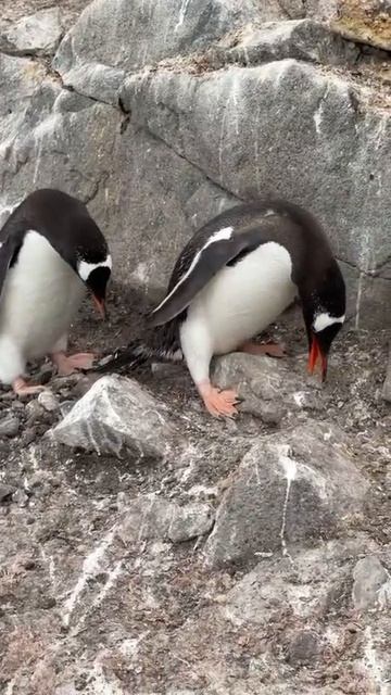 забота о гнезде