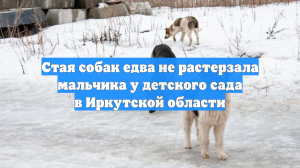 Стая собак едва не растерзала мальчика у детского сада в Иркутской области