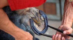 Как подковать лошадь