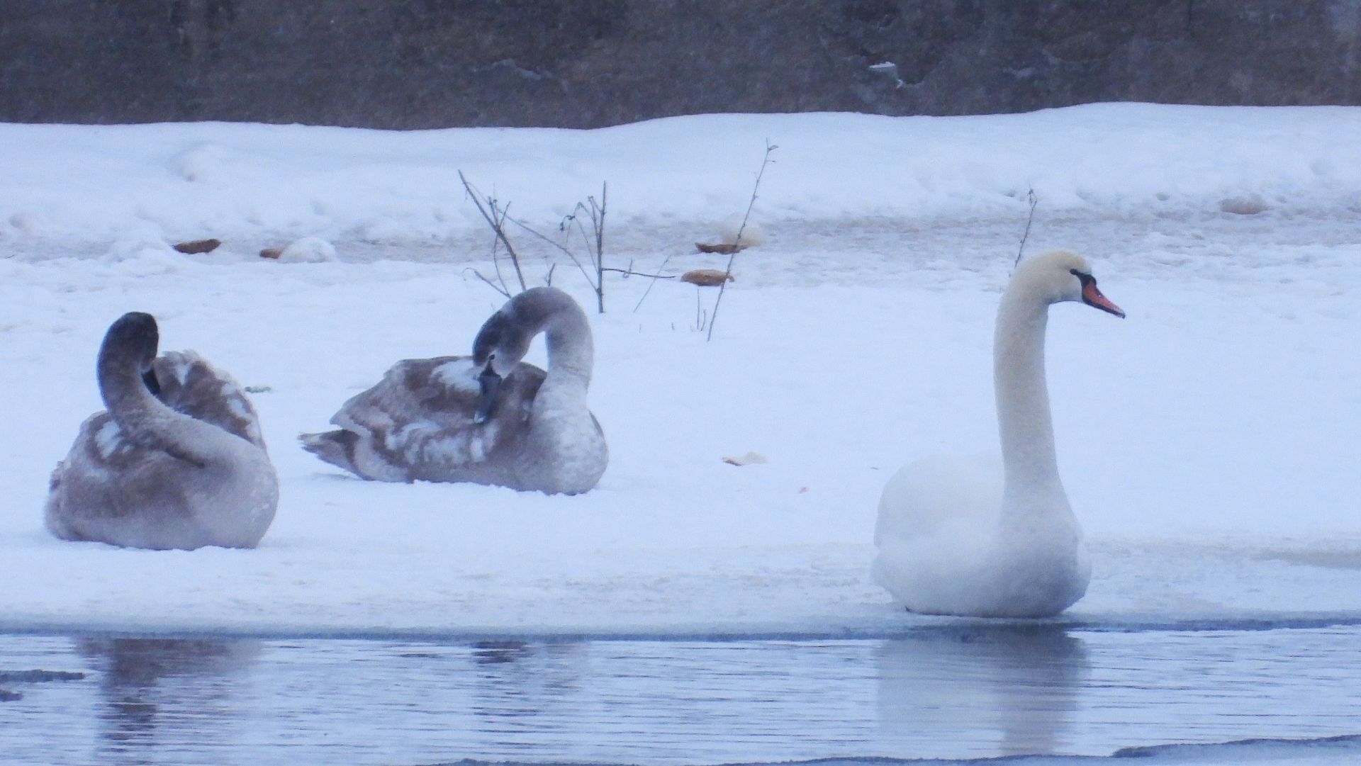 Лебеди в Великом Новгороде на зимовке, наблюдение птиц из Красной Книги, 5 января 2026 смотреть онлайн
