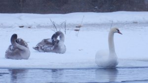 Лебеди в Великом Новгороде на зимовке, наблюдение птиц из Красной Книги, 5 января 2026