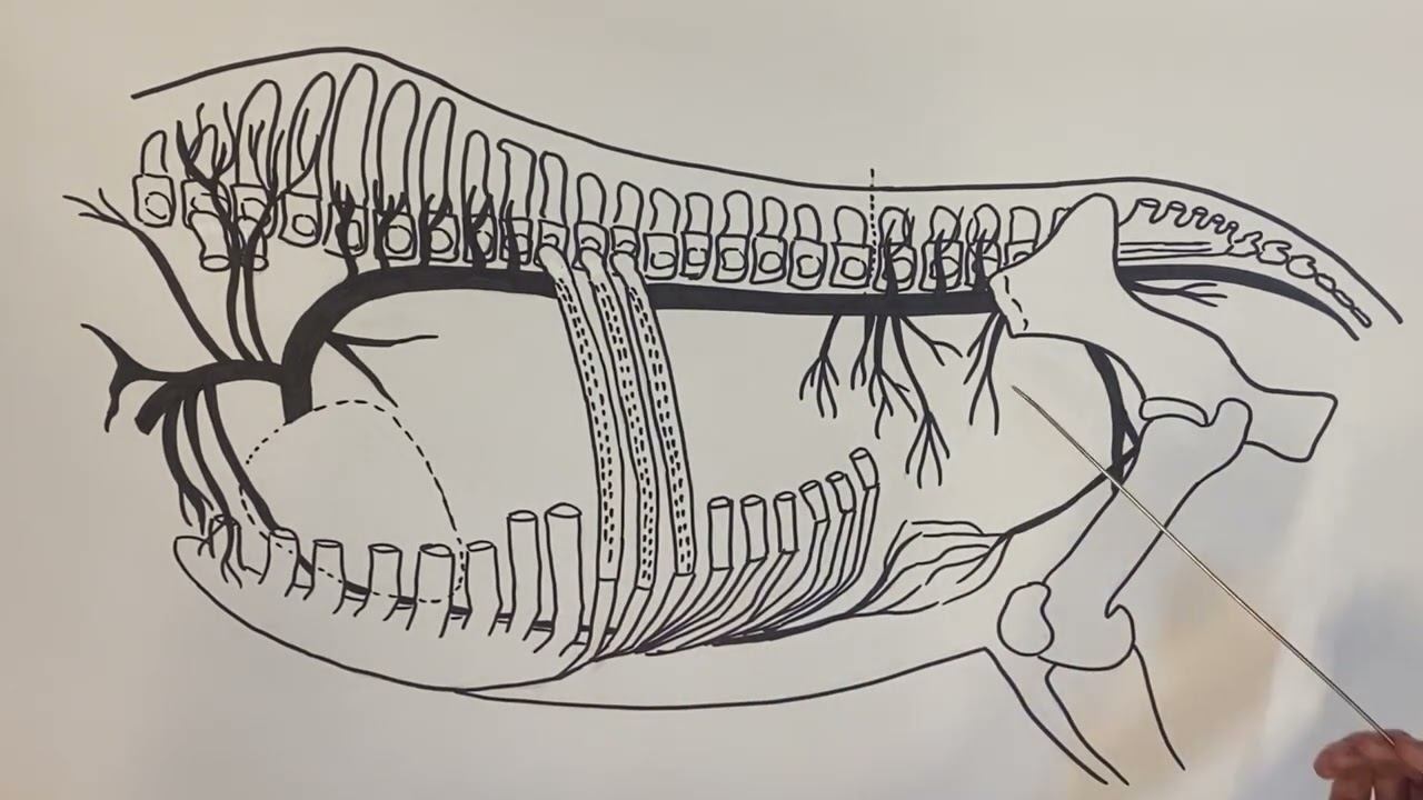 Грудная и брюшная аорта