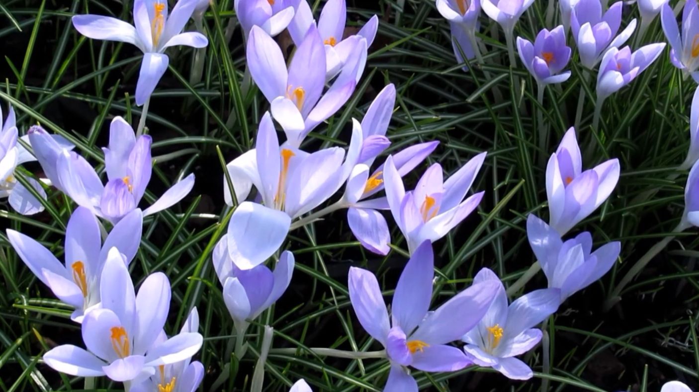 Фаусто Папетти.  Еще раз про любовь. смотреть онлайн