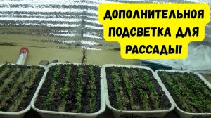 КАК ПРАВИЛЬНО ПОДСВЕТИТЬ РАССАДУ. ТОНКОСТИ, НЮАНСЫ И РАСЧЁТЫ МОЩНОСТИ ЛАМП.