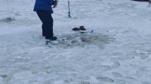 Светлые Горы Форель3 05.01.2026г.