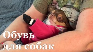 Как правильно защищать лапы питомцев в зимний период?