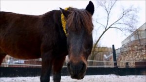 🎄🎁 Новогодние подарочки для пони!