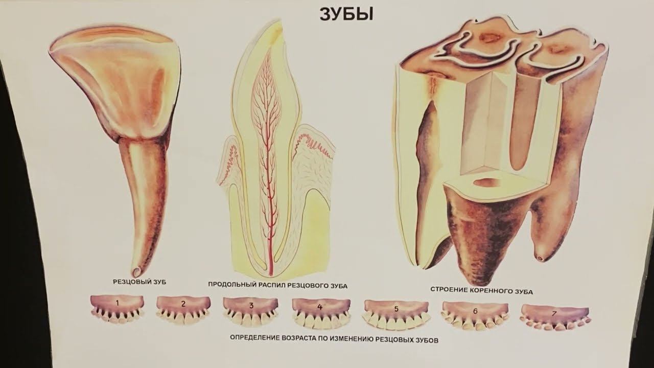 Строение и видовые особенности зубов