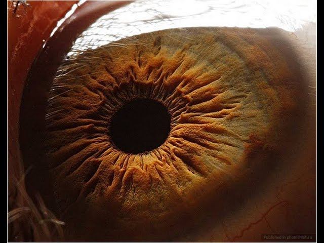 Строение глазного яблока