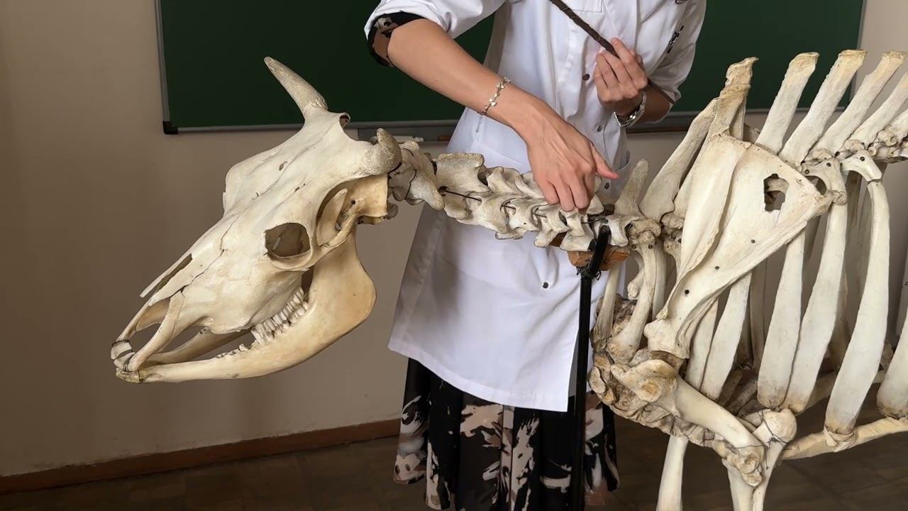 Характеристика осевого скелета животных