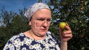 Стекловидность яблок