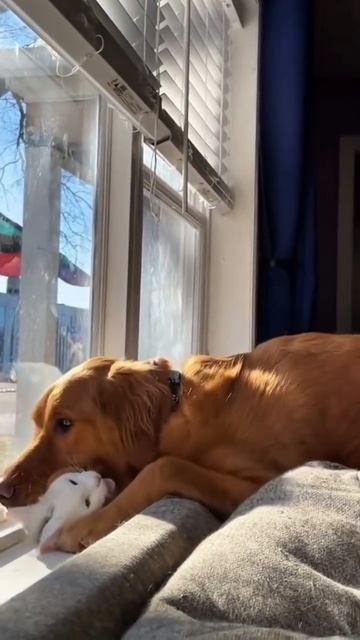 Друзья 😻 смотреть онлайн