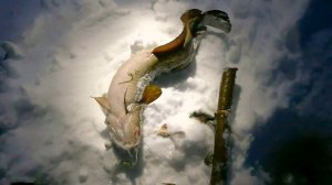 Зимняя рыбалка на Печоре № 11 \ Рекорд сезона побит