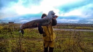 ЭТО БЫЛ ТРОФЕЙ, КОТОРОГО Я ЖДАЛ. МОЛЧА ЛОМАНУЛ РЕЧНОГО МОНСТРА. ТРОФЕЙ ДАЛ ЖАРУ АЖ СПИННИНГ ТРЕЩАЛ.
