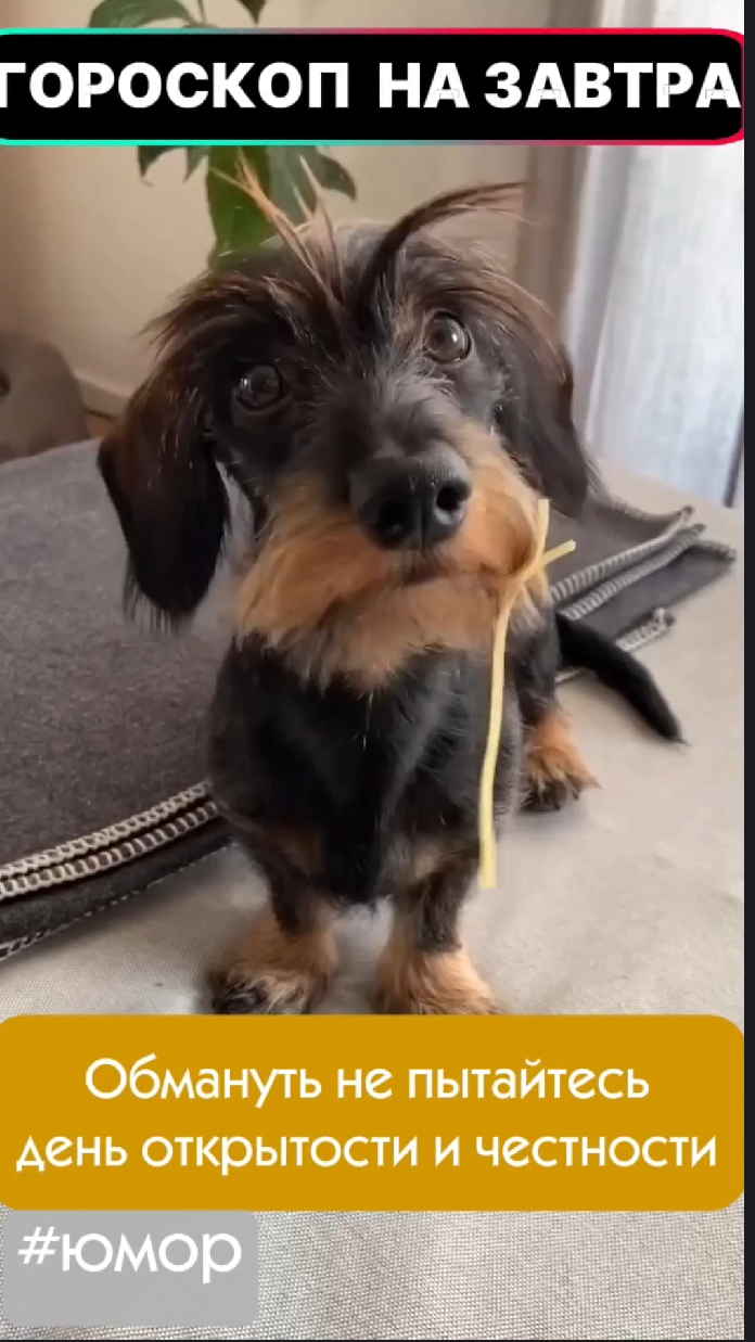 #юмор #гороскопдня #смешно #собаки смотреть онлайн