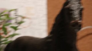 // Клип «Лесник»// Лошади Шляйх//