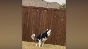 САМЫЕ СМЕШНЫЕ НЕУДАЧИ, СНЯТЫЕ НА КАМЕРУ