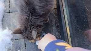 Встретили киску голодную а кругом снег