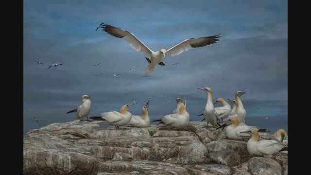 Об итогах Nature Photography Contest 2024 смотреть онлайн