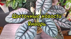 Цветочные новости.Январь