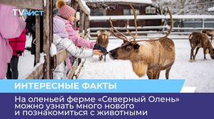 На оленьей ферме «Северный Олень» можно узнать много нового и познакомиться с животными