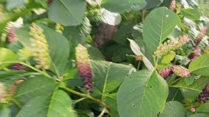 лётом огородник