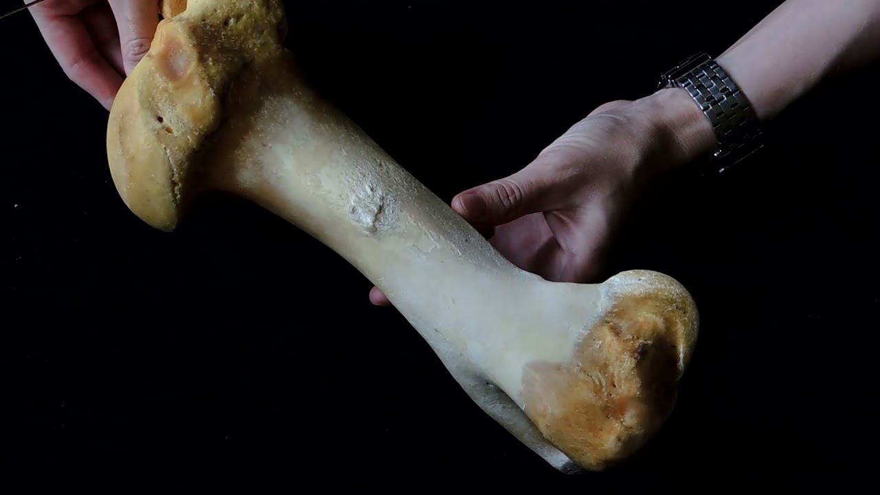 Строение и видовые особенности плечевой кости