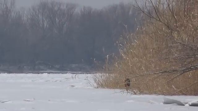 ЗИМНЯЯ РЫБАЛКА - ВСЁ! ЗИМА ПРОШЛА, ВЕСНА НАСТАЛА. В поисках леща смотреть онлайн