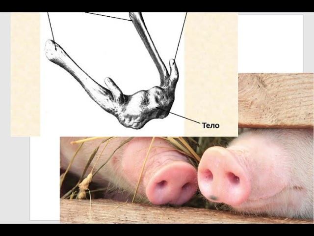 Происхождение некоторых анатомических терминов