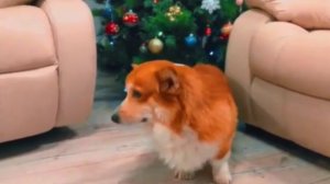 Новогоднее поздравление корга 3. Что желает король.