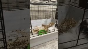 наблюдение за кроликом