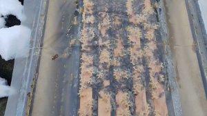 Контрольный весовой улей за половуну зимовки!