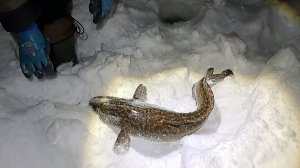 Щука, пыжьян, налим. Первый день рыбалки в 2026г