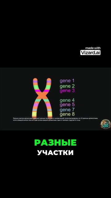 Как 2 метра ДНК помещаются в клетку_