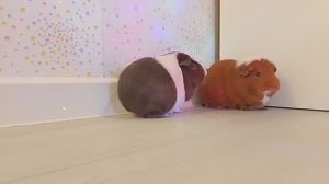 Вечерний VLOG с морскими свинками 🎀