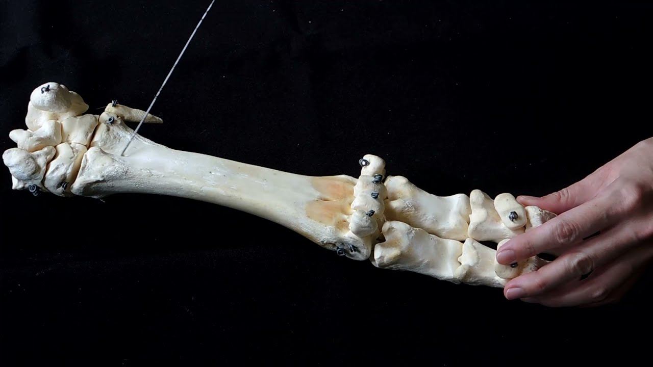 Строение кисти крупного рогатого скота