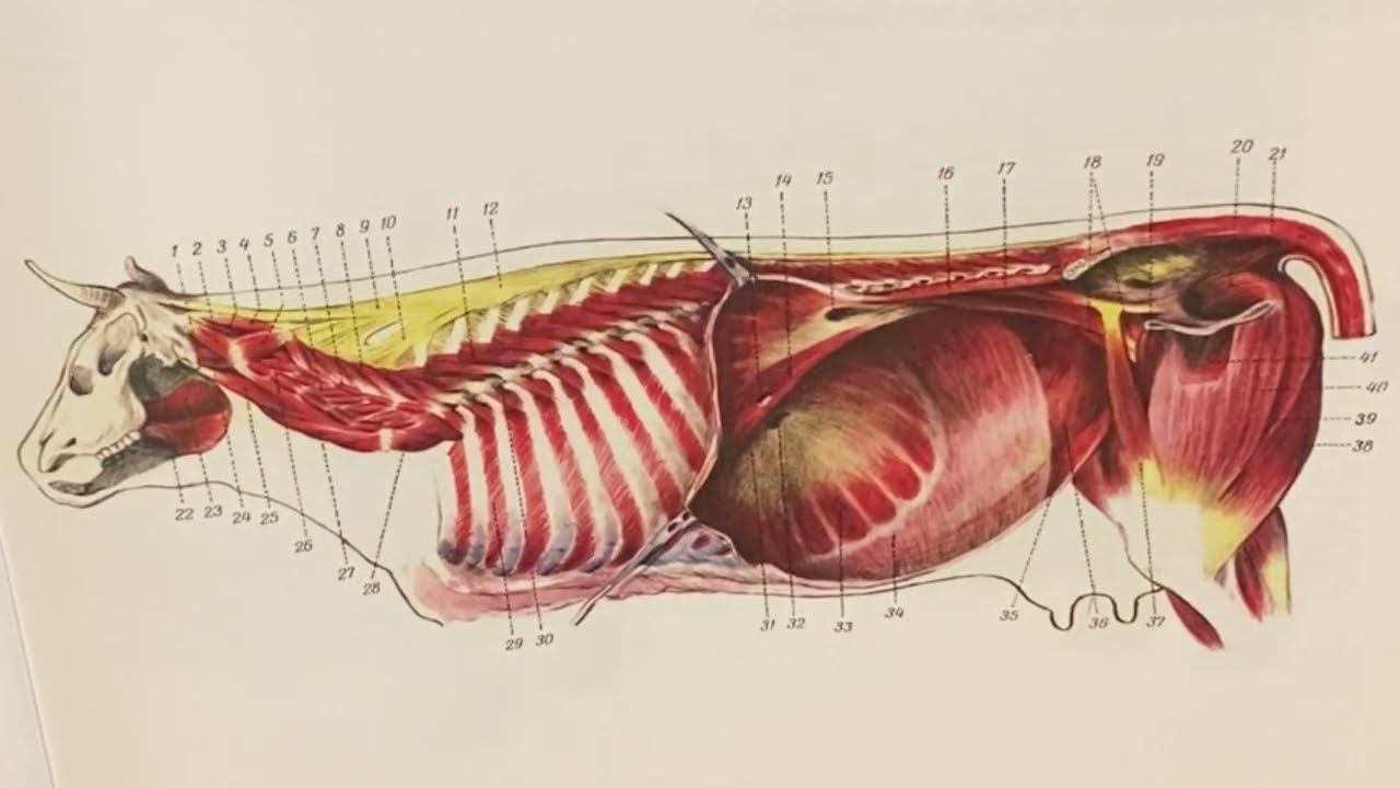 Мышцы позвоночного столба