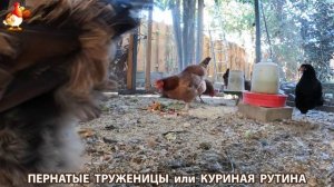 Куриная рутина – что делают куры на выгуле 😂 эпизод (104)