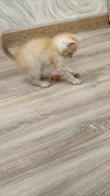 Котёнок должен съесть конфеты, а не играть с ними. смотреть онлайн