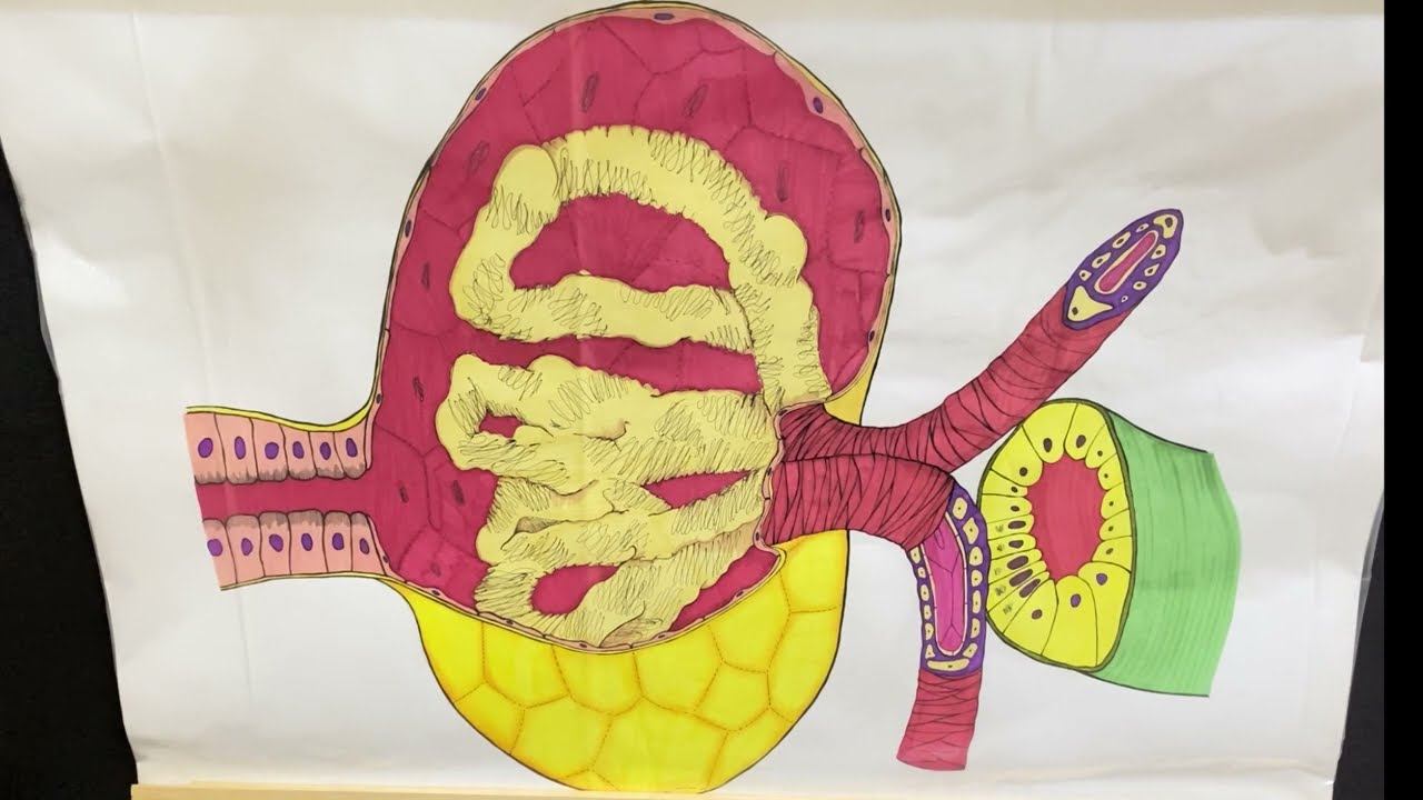 Ренин-ангиотензин-альдостероновая система (юкстагломерулярный аппарат)