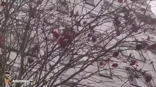 Свиристелей -как муравьёв в муравейнике смотреть онлайн