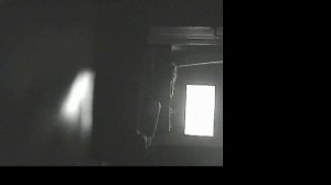 Птички с нашего двора